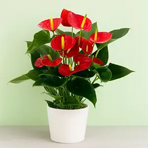 Anthurium