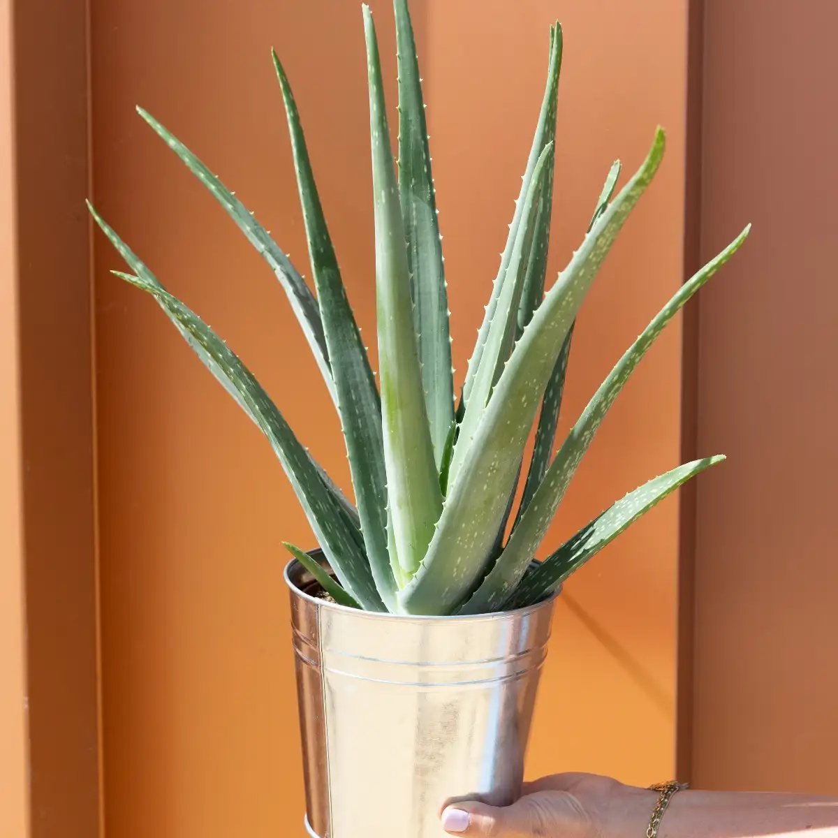 Aloe vera