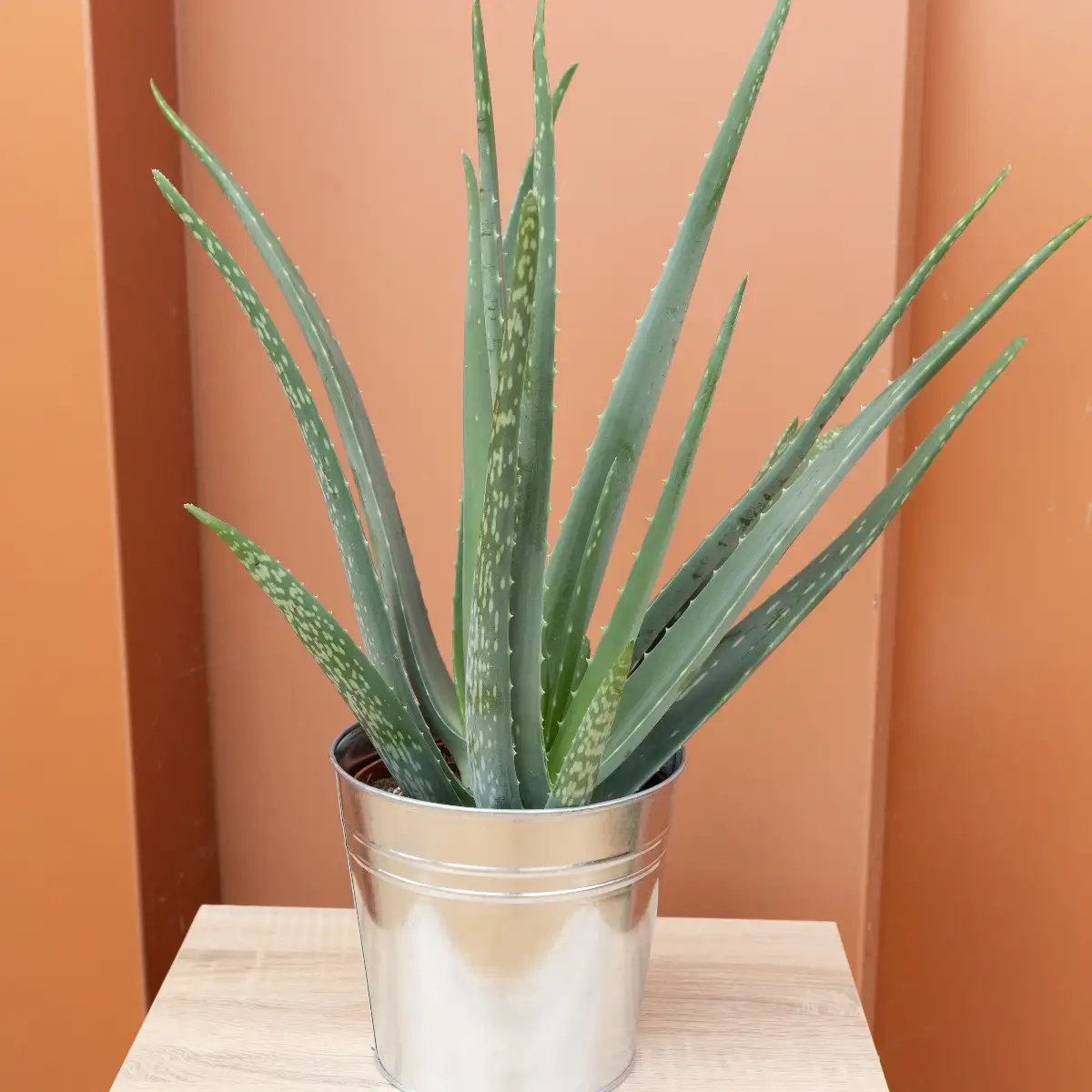 Aloe vera