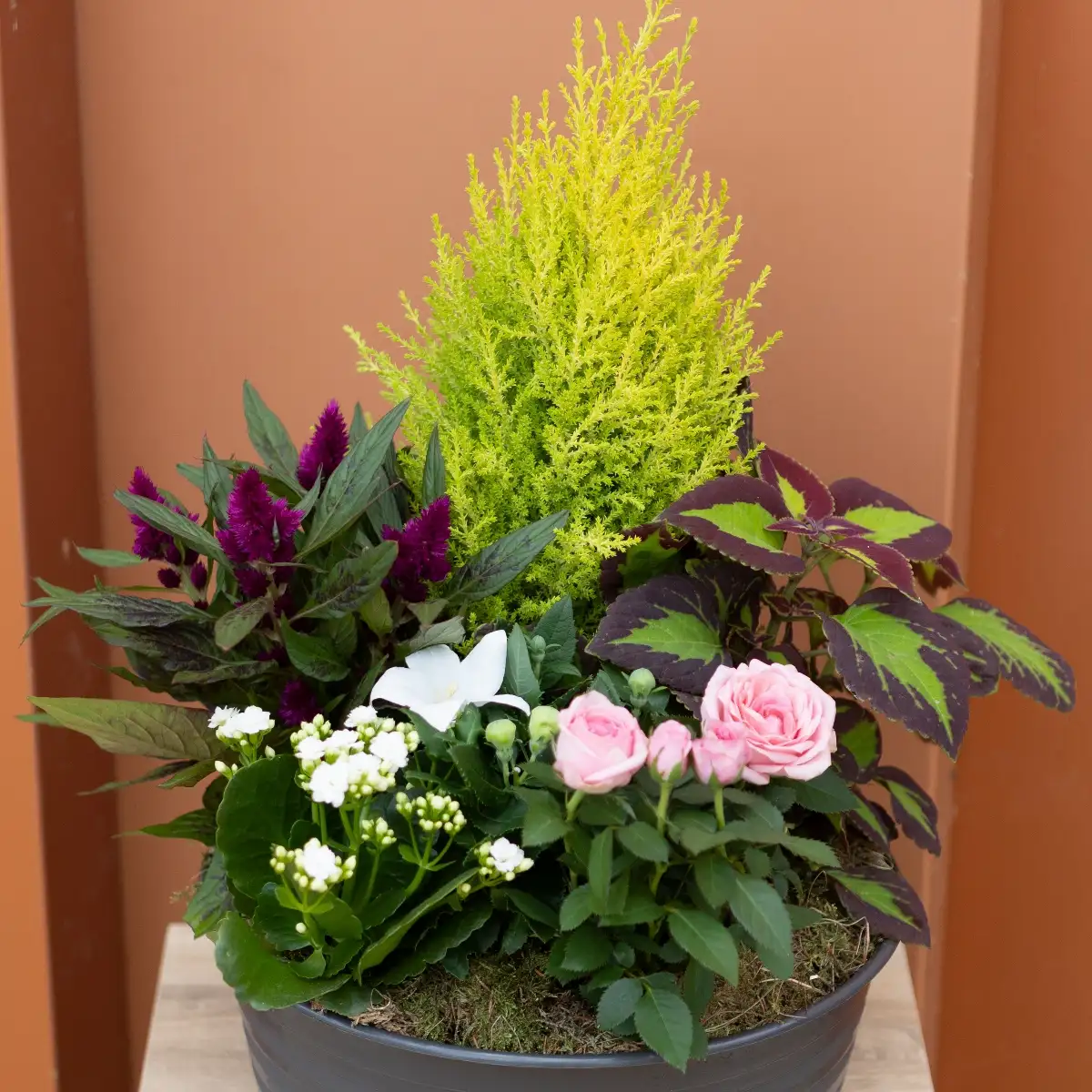 Coupe de plante