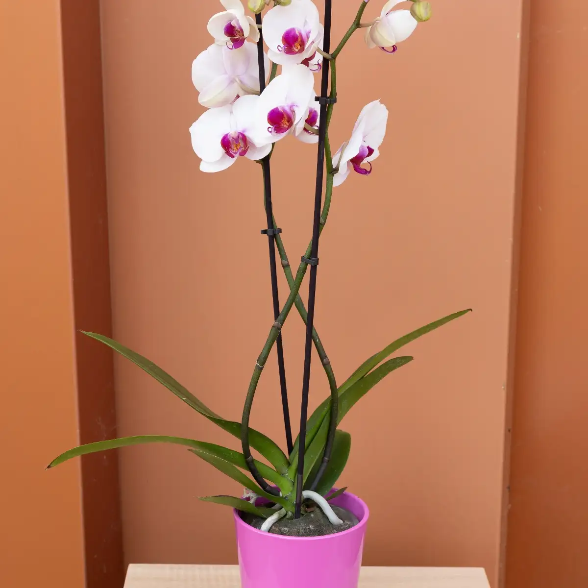 Orchidée