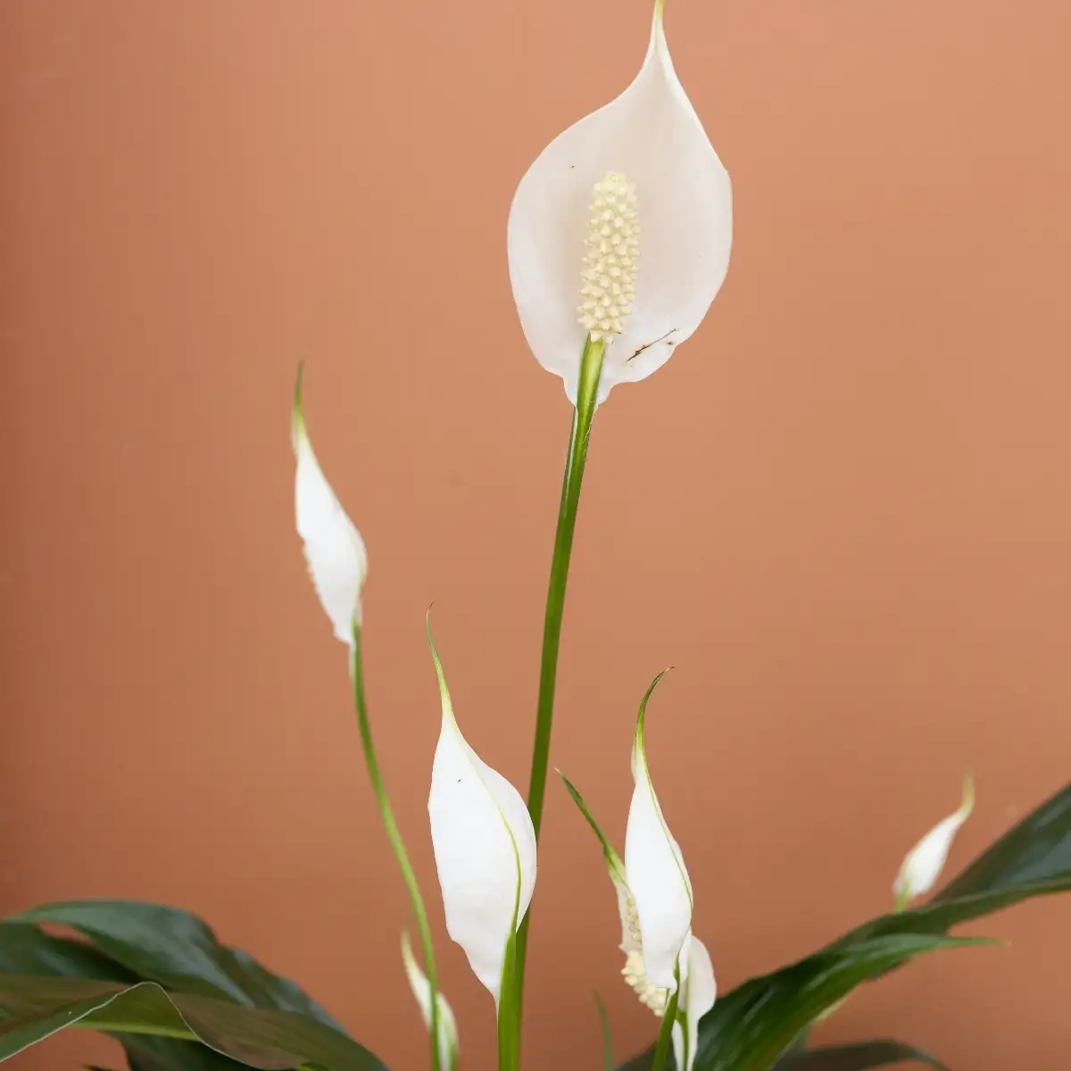 Spatiphyllum