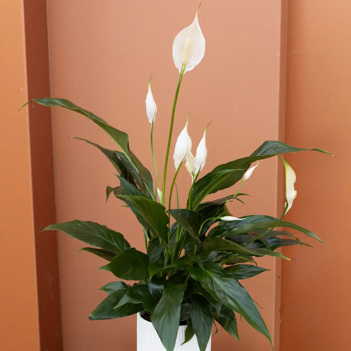 Spatiphyllum